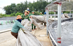 Nghệ An căng mình ứng phó bão số 5: Cấp tập di dời, thu hoạch nông sản, bảo vệ tài sản