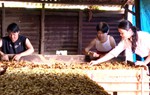 Quảng Ngãi: Hội LHPN xã Đăk Pxi đồng hành cùng hội viên phụ nữ trong phát triển kinh tế