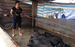 Xây dựng nông thôn mới từ mô hình liên kết chăn nuôi