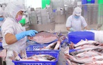 Lợi nhuận quý “nữ hoàng cá tra” cao nhất trong 2 năm qua, bất chấp áp lực thuế quan