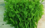 Phụ nữ xã Ba Bể: Phát triển mô hình đặc sản rau bò khai