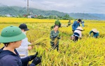 Sơn La: Gìn giữ thương hiệu gạo hữu cơ Phù Yên 