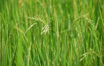 Canh tác lúa hữu cơ - hướng đi bền vững cho vùng đồng bào dân tộc thiểu số