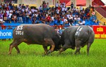 Tăng mức thưởng cho Lễ hội chọi trâu Đồ Sơn