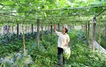 Phú Thọ đặt mục tiêu đến năm 2030 có 80% số xã đạt chuẩn nông thôn mới