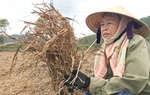Đồng lúa Nghệ An chìm trong nỗi buồn mùa gặt