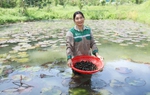 Vợ chồng tạo sinh kế bền vững từ nuôi ốc bươu