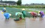 Mưa như trút nước, Nghệ An có nguy cơ mất trắng rau vụ Đông