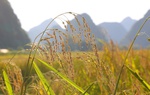 Mùa vàng Trùng Khánh