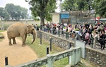 Ngày đầu năm mới, trẻ nhỏ hào hứng cho thú ăn, say mê ngắm voi ở Công viên Thủ Lệ