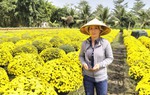 Vĩnh Long: Tiếp sức phụ nữ "giải cứu" hoa cúc mâm xôi nở sớm trước Tết Nguyên đán