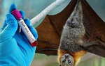 Những cách phòng ngừa bệnh do Virus Nipah gây ra