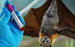 Nguy cơ bùng phát dịch Nipah tại TPHCM hiện không cao