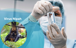 Virus Nipah: Khó bùng nổ thành đại dịch nhưng vẫn là mối đe dọa lớn