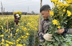Làng hoa Tây Tựu nhộn nhịp vào vụ Tết sau những tháng ngày thiệt hại nặng nề vì thiên tai