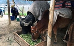 Lạng Sơn, Cao Bằng chủ động bảo vệ đàn vật nuôi trước rét đậm, rét hại