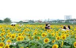 Quảng Ngãi: Cánh đồng hoa hướng dương rực rỡ ở An Phú thu hút du khách