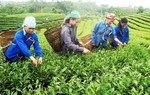 Lào Cai: Mở rộng cơ hội khởi nghiệp cho phụ nữ