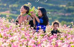 Lễ hội Hoa Tam giác mạch 2026: Phủ hồng 400 ha hoa phục vụ du khách