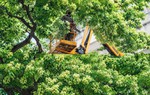 Nhiều tuyến phố Hà Nội có hàng trăm cây hoa sữa được cắt tỉa