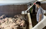 Phú Thọ: Phát hiện xe tải chở 102 con lợn nhiễm virus tai xanh đi tiêu thụ