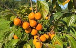 Từ quả hồng xứ Lạng đến sinh kế cho phụ nữ vùng biên