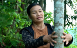 Phụ nữ vùng cao Lào Cai làm giàu từ những cánh rừng quế