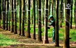 Vì sao giá cổ phiếu Cao su Tây Ninh tăng gần 30% trong khi lợi nhuận giảm?