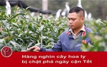 Hàng nghìn cây hoa ly của một hộ dân ở Hà Nội bị kẻ xấu chặt phá ngày cận Tết