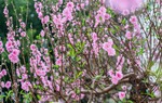 Rực rỡ “thủ phủ đào” xứ Lạng những ngày đầu xuân