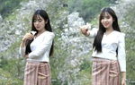 Điện Biên: Rừng ban cổ thụ bung nở hút giới trẻ đến "săn" ảnh
