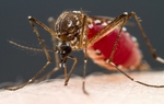 Biến đổi khí hậu khiến muỗi khát máu hơn