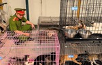 Hà Nội triệt phá ổ nhóm trộm mèo quy mô lớn, tiêu thụ hơn 300 con