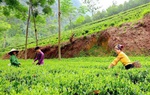 Chuyển đổi xanh - thước đo năng lực thích ứng của doanh nghiệp do phụ nữ làm chủ