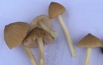 Suýt mất mạng vì ăn nấm hái trên đồi 