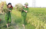 Nghệ An: Phụ nữ Công an giúp người dân thu hoạch lúa sau mưa giông