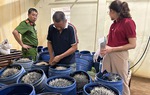 Phát hiện cơ sở sản xuất giá đỗ sử dụng chất cấm