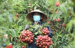 Sản lượng vải thiều giảm sâu, giá "chạm đỉnh"