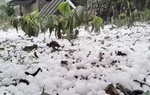 Hơn 3.100 nhà hư hỏng, 15.700ha lúa bị ảnh hưởng do mưa đá, dông lốc
