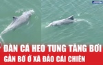 Xuất hiện đàn cá heo tung tăng bơi gần bờ ở xã đảo Cái Chiên