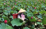Rực rỡ mùa sen Trà Lý: Du khách mê mẩn, nông dân trúng mùa được giá