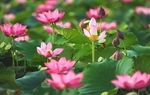 Hoa sen trong đời sống người Việt