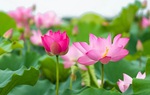 The Lotus Flower in Vietnamese Life