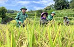 Lào Cai: Nhân rộng mô hình hỗ trợ phụ nữ khó khăn ở biên giới