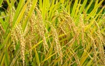Tương lai ngành lúa gạo Việt Nam sẽ ra sao trong 10 năm tới?