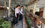 Đồng vốn chính sách vun đắp những mùa no ấm trên vùng đất Gia Lai