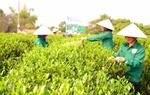 Giữ gìn văn hóa bản địa, tạo sinh kế từ mô hình HTX do phụ nữ tham gia quản lý
