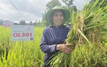 Phụ nữ xứ Lạng hào hứng với giống lúa giúp xóa đói, giảm nghèo