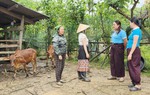Nguồn vốn chính sách chắp cánh sinh kế cho phụ nữ dân tộc thiểu số tại Nghệ An