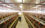 Hà Nội: Ủy quyền Sở Nông nghiệp và Môi trường giải quyết 22 thủ tục lĩnh vực chăn nuôi, thủy sản và thú y